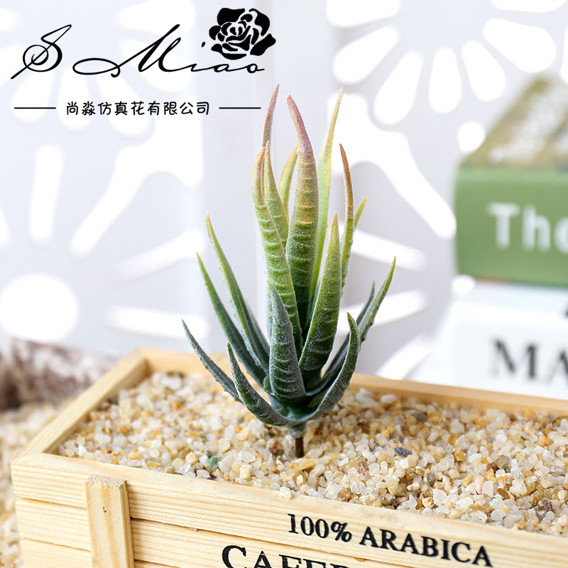 Succulent Arrangement Mini - Wusmart Ban Ma Lu Hui Plantas